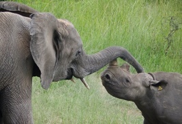 Akcja ratowania afrykańskich nosorożców